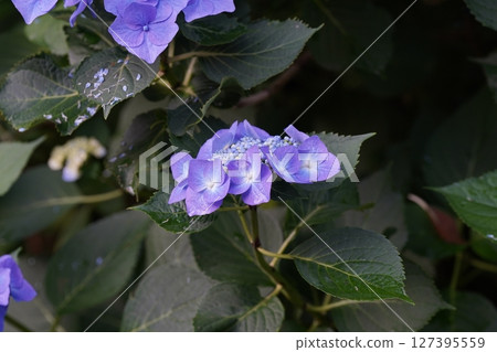 Purple hydrangea (Joubo-ji, Ninohe City, Iwate Prefecture, July 2023) Purple hydrangea (Joubo-ji, Ninohe City, Iwate Prefecture, July 2023) 127395559