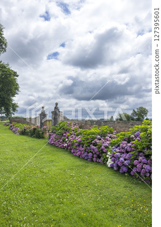 Hydrangeas blooming near an old gate in Curbigny, France, under a cloudy sky 127395601