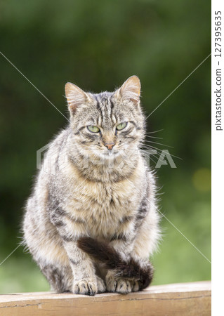 Tabby cat sitting on wooden fence in Lutowiska, Poland 127395635