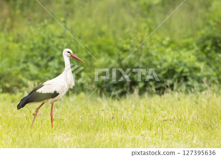 White stork walking on green grass in meadow in Poland White stork walking on green grass in meadow in Poland 127395636