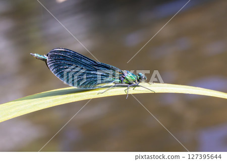 Beautiful demoiselle resting on a leaf in Allanche, France Beautiful demoiselle resting on a leaf in Allanche, France 127395644