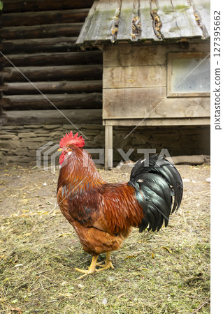 Proud rooster standing near wooden hen house in rural Slovakia 127395662