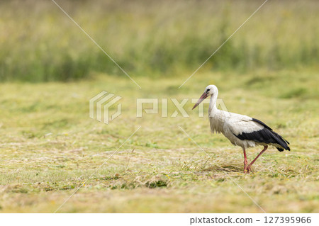 White stork walking in a mowed meadow in Poland 127395966