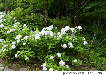 白繡球花(2023年7月,岩手縣二戶淨法寺) 白繡球花(2023年7月,岩手縣二戶淨法寺) 127395986