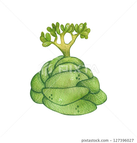 Green plant with fleshy leaves, succulent. Watercolor illustration, hand drawn, cartoon. For scrapbooking, journaling, stickers, printing. Houseplant, garden, exotic Green plant with fleshy leaves, succulent. Watercolor illustration, hand drawn, cartoon. For scrapbooking, journaling, stickers, printing. Houseplant, garden, exotic 127396027