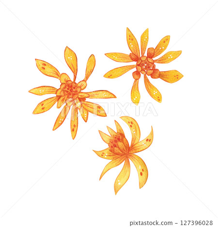 Set of three bright, orange flowers. Watercolor illustration, hand drawn, cartoon. For scrapbooking, journaling, stickers, printing. Houseplant, garden, exotic, blossom, Schlumbergera Set of three bright, orange flowers. Watercolor illustration, hand drawn, cartoon. For scrapbooking, journaling, stickers, printing. Houseplant, garden, exotic, blossom, Schlumbergera 127396028