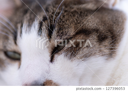 A cat staring at a pheasant cat 127396053