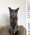 俄羅斯藍貓全身照片，白色背景伸出舌頭 127396077