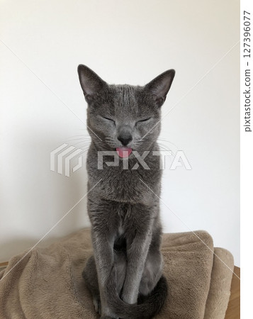 俄羅斯藍貓全身照片，白色背景伸出舌頭 127396077