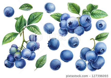 Watercolor Blueberry Clipart Set Berries and Green Leaves Fresh Summer Fruit Collection Food Packaging Labels Kitchen Decor 127396093