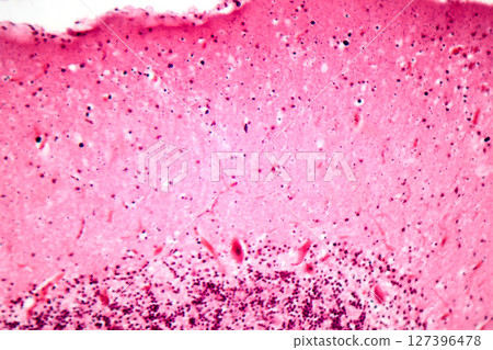 Human motor cortex, photomicrograph showing pyramidal neurons in cortical layers responsible for voluntary movement control and motor coordination. Human motor cortex, photomicrograph showing pyramidal neurons in cortical layers responsible for voluntary movement control and motor coordination. 127396478