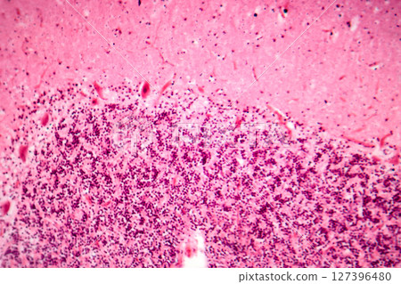 Human motor cortex, photomicrograph showing pyramidal neurons in cortical layers responsible for voluntary movement control and motor coordination. 127396480