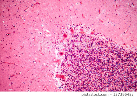 Human motor cortex, photomicrograph showing pyramidal neurons in cortical layers responsible for voluntary movement control and motor coordination. 127396482