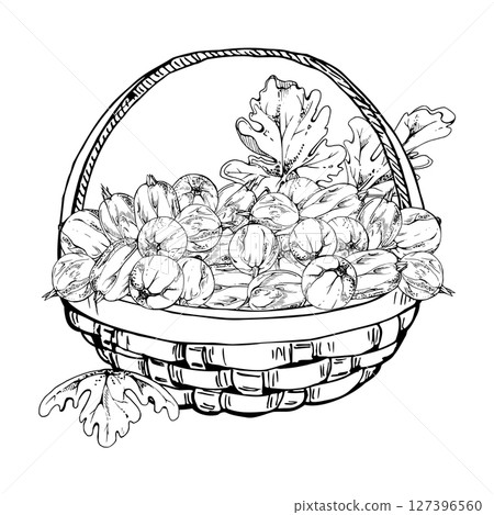 Gooseberry Currant berries leaves in weaved basket, hand drawn in vector ink, ripe picked harvest, lingonberry huckleberry. Isolated illustration. Restaurant menu, cookbook, farmers market grocery Gooseberry Currant berries leaves in weaved basket, hand drawn in vector ink, ripe picked harvest, lingonberry huckleberry. Isolated illustration. Restaurant menu, cookbook, farmers market grocery 127396560
