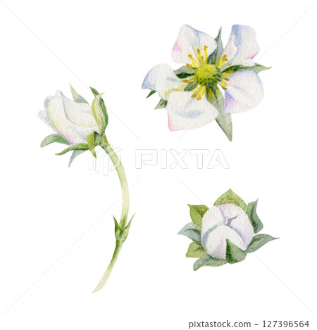 Early spring flower buds strawberry raspberry cherry sakura, hand drawn in watercolor anemone primrose daisy, tree bush berry plant. Single object isolated botanical illustration. Wedding florist shop 127396564