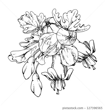 Gooseberry leaves, bell flower buds, ripe garden berries Currant casseille huckleberry jostaberry, hand drawn in vector ink. Isolated boutonniere illustration. For wedding anniversary, farmers market 127396565