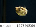 Halocenbon puffer 127396569