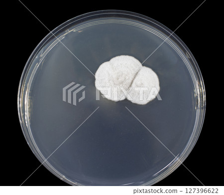 Colony of mold fungus cultivated from indoor air 127396622