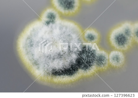 Colonies of Penicillium fungi on Sabouraud Dextrose Agar Colonies of Penicillium fungi on Sabouraud Dextrose Agar 127396623