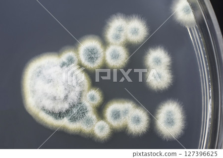 Colonies of Penicillium fungi on Sabouraud Dextrose Agar 127396625