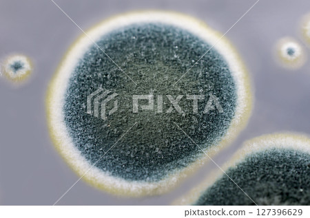 Colonies of Penicillium fungi on Sabouraud Dextrose Agar 127396629