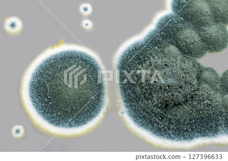 Colonies of Penicillium fungi on Sabouraud Dextrose Agar 127396633