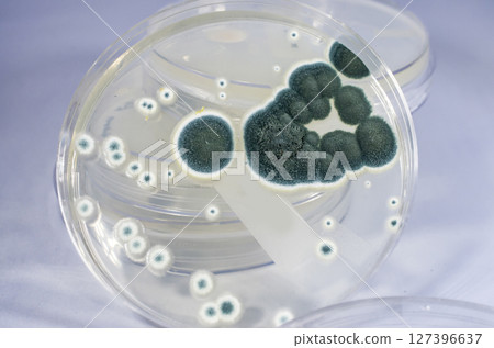 Colonies of Penicillium fungi on Sabouraud Dextrose Agar 127396637