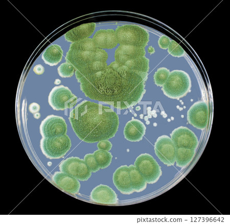 Colonies of Penicillium fungi on Sabouraud Dextrose Agar Colonies of Penicillium fungi on Sabouraud Dextrose Agar 127396642