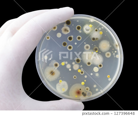 Colonies of different bacteria and mold fungi grown on Petri dish with nutrient agar 127396648
