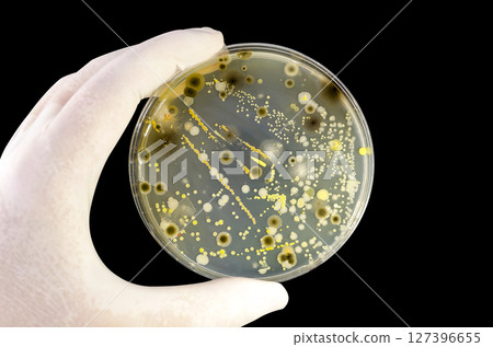 Colonies of different bacteria and mold fungi grown on Petri dish with nutrient agar 127396655