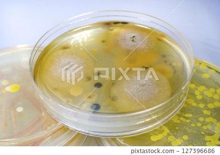 Colonies of different bacteria and molds Colonies of different bacteria and molds 127396686