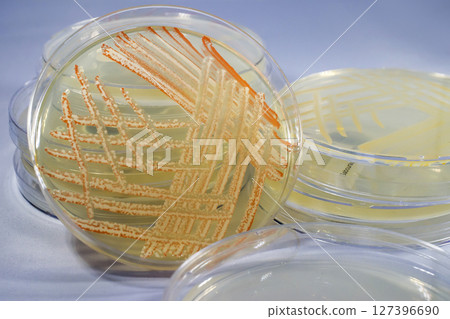 Mixed culture of bacteria grown on Petri dish 127396690