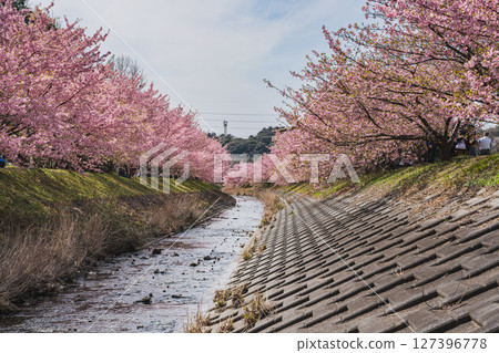 Scenery of Kawazu cherry blossoms at Higashidaiyama in Hamamatsu City (Shizuoka Prefecture) 127396778