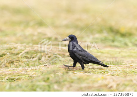 Rook walking on mown grass in Haczow, Poland 127396875