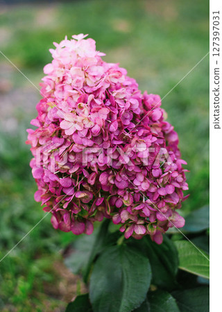 Bright pink Hydrangea Pinky Promise in full bloom 127397031