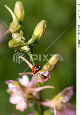 Ladybug on the branches of the flower Speronella Delphinium. Animals, insects. Ladybug on the branches of the flower Speronella Delphinium. Animals, insects. 127397041