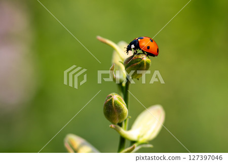 Ladybug on the branches of the flower Speronella Delphinium. Animals, insects. Ladybug on the branches of the flower Speronella Delphinium. Animals, insects. 127397046