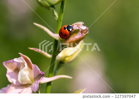 Ladybug on the branches of the flower Speronella Delphinium. Animals, insects. Ladybug on the branches of the flower Speronella Delphinium. Animals, insects. 127397047