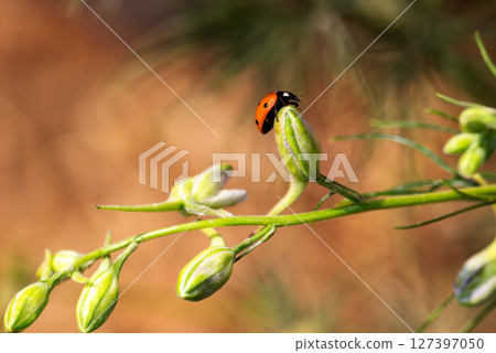 Ladybug on the branches of the flower Speronella Delphinium. Animals, insects. 127397050
