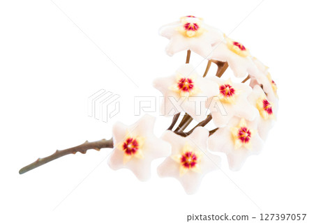 White flowers Hoya Carnosa White flowers Hoya Carnosa 127397057