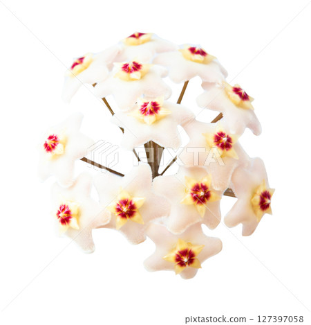 White flowers Hoya Carnosa White flowers Hoya Carnosa 127397058