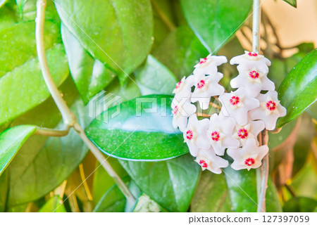 White flowers on green house plant White flowers on green house plant 127397059