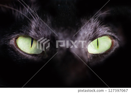 Black oriental cat green eyes 127397067