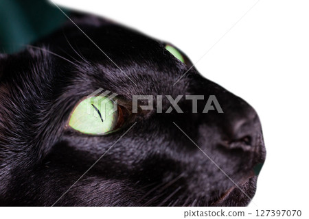 Black cat isolated on white Black cat isolated on white 127397070