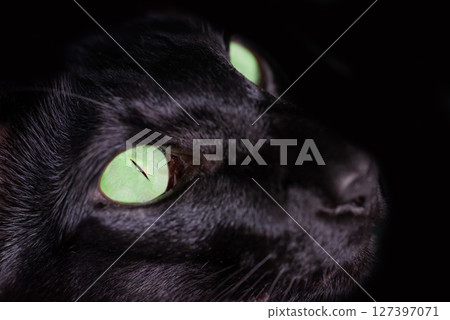 Black oriental cat green eyes Black oriental cat green eyes 127397071