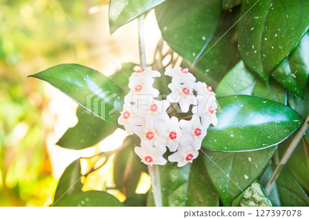 White flowers on green house plant 127397078