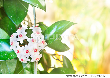 White flowers on green house plant 127397079