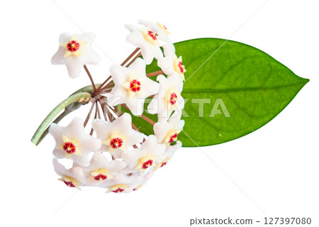 White flowers Hoya Carnosa 127397080
