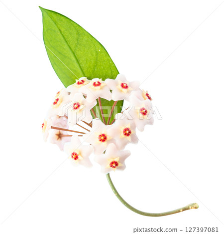White flowers Hoya Carnosa 127397081