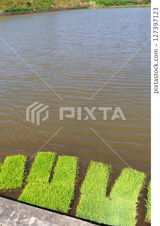 Rice seedlings Paddy field 127397123